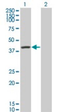 Monoclonal Anti-SERPINA6, (C-terminal) antibody produced in mouse clone 1F11, purified immunoglobulin, buffered aqueous solution