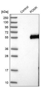 Anti-POMK antibody produced in rabbit Prestige Antibodies&#174; Powered by Atlas Antibodies, affinity isolated antibody, buffered aqueous glycerol solution