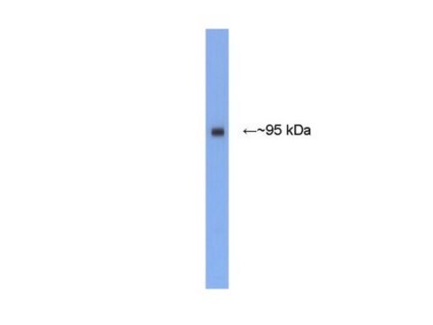 Anti-PSD-95 Antibody Chemicon&#174;, from rabbit