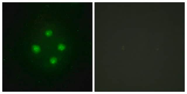 Anti-MED24 antibody produced in rabbit affinity isolated antibody