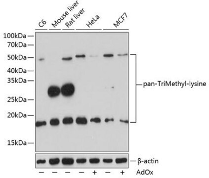 Anti-pan-TriMethyl-lysine antibody produced in rabbit