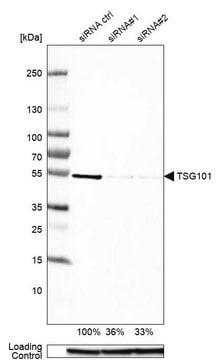 Anti-TSG101 antibody produced in rabbit Prestige Antibodies&#174; Powered by Atlas Antibodies, affinity isolated antibody, buffered aqueous glycerol solution