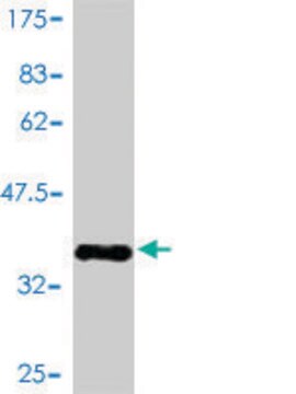 Monoclonal Anti-RAMP3 antibody produced in mouse clone 1C11, purified immunoglobulin, buffered aqueous solution