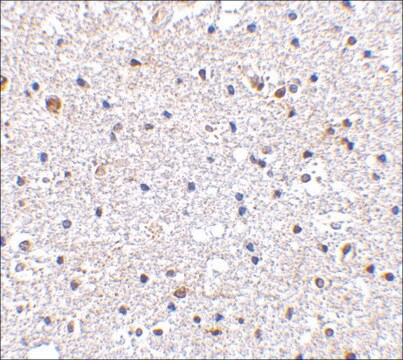 Anti-PD-1 (ab1) antibody produced in rabbit affinity isolated antibody, buffered aqueous solution