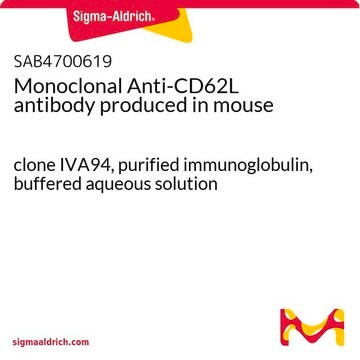 Monoclonal Anti-CD62L antibody produced in mouse clone IVA94, purified immunoglobulin, buffered aqueous solution