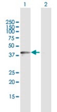 Anti-DDO antibody produced in rabbit purified immunoglobulin, buffered aqueous solution