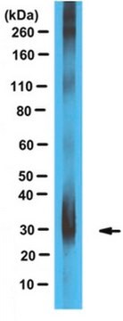 Anti-Apolipoprotein D Antibody serum, from rabbit