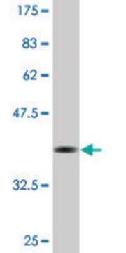 Monoclonal Anti-PRSS15 antibody produced in mouse clone 3B2, purified immunoglobulin, buffered aqueous solution