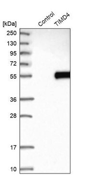 Anti-TIMD4 antibody produced in rabbit Prestige Antibodies&#174; Powered by Atlas Antibodies, affinity isolated antibody, buffered aqueous glycerol solution