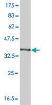 Monoclonal Anti-HBA1 antibody produced in mouse clone 4F9, purified immunoglobulin, buffered aqueous solution