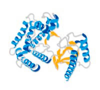 CBP (catalytic domain) human recombinant CBP (catalytic domain) human recombinant protein expressed in E. Coli.