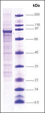 STAT1 human recombinant, expressed in insect cells, &#8805;70% (SDS-PAGE)