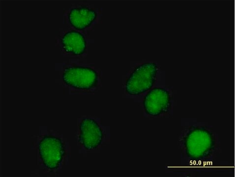 Monoclonal Anti-ATR antibody produced in mouse clone 3F2, purified immunoglobulin, buffered aqueous solution