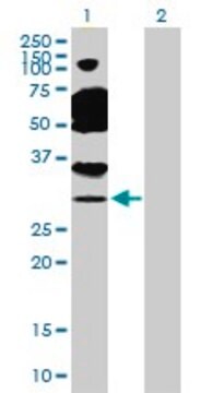 Anti-TAF11 antibody produced in rabbit purified immunoglobulin, buffered aqueous solution