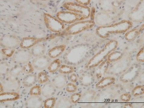 Monoclonal Anti-ATP5E antibody produced in mouse clone 2F3, purified immunoglobulin, buffered aqueous solution