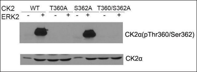 Anti-phospho-CK2&#945; (pThr360/Ser362) antibody produced in rabbit affinity isolated antibody