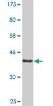 Monoclonal Anti-COX5A antibody produced in mouse clone 1G10, purified immunoglobulin, buffered aqueous solution