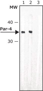 Anti-Par-4 (Prostate Apoptosis Response-4) antibody produced in rabbit IgG fraction of antiserum, buffered aqueous solution