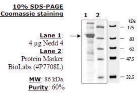 NEDD4 Active human recombinant, expressed in baculovirus infected insect cells, &#8805;60% (SDS-PAGE)