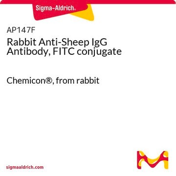 Rabbit Anti-Sheep IgG Antibody, FITC conjugate Chemicon&#174;, from rabbit