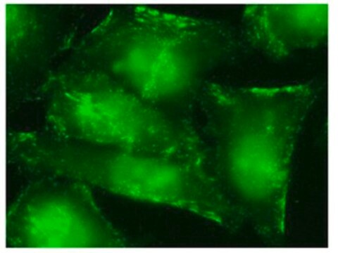 Anti-Septin-9 Antibody, clone 1A6C2 clone 1A6C2, from rat