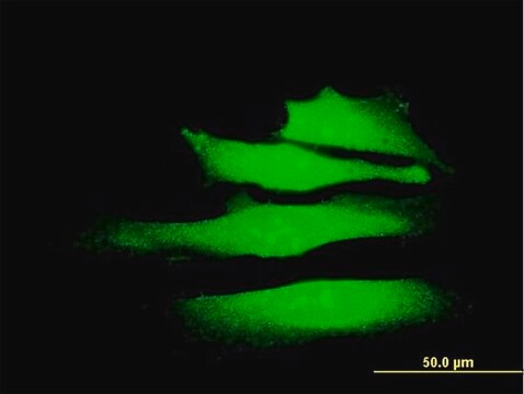 Monoclonal Anti-SMARCA2 antibody produced in mouse clone 2D12, purified immunoglobulin, buffered aqueous solution