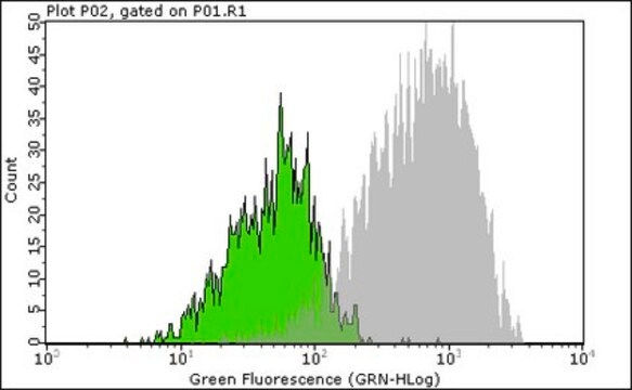 Milli-Mark&#174; Anti-BrdU Antibody, clone BU-1 Alexa Fluor&#8482; 488 conjugated clone Bu-1, Milli-Mark&#174;, from mouse