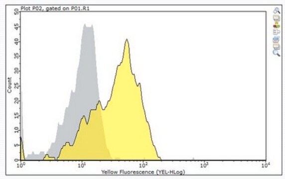 Anti-CD6 Antibody, clone 34-3 clone 34-3, from rat