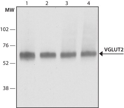 Anti-VGLUT2 (HY-19) antibody produced in rabbit IgG fraction of antiserum, buffered aqueous solution