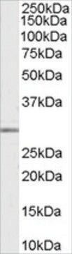 Anti-MMP7 antibody produced in goat affinity isolated antibody, buffered aqueous solution