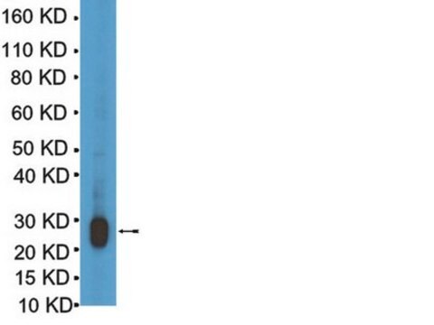 Anti-Lin28 Antibody serum, from rabbit