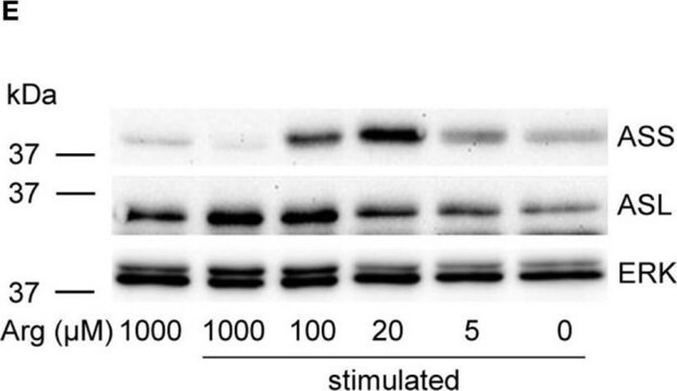 Anti-ASS1 antibody produced in rabbit Prestige Antibodies&#174; Powered by Atlas Antibodies, affinity isolated antibody, buffered aqueous glycerol solution, Ab1