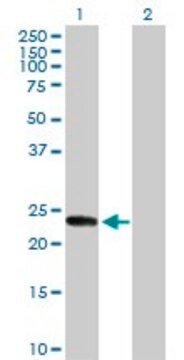 Anti-KIF26A antibody produced in rabbit purified immunoglobulin, buffered aqueous solution