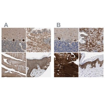 Anti-BAG3 antibody produced in rabbit Prestige Antibodies&#174; Powered by Atlas Antibodies, affinity isolated antibody, buffered aqueous glycerol solution, Ab2