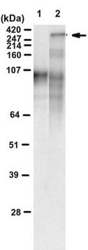 Anti-polyQ specific Antibody, clone MW1 clone MW1, from mouse