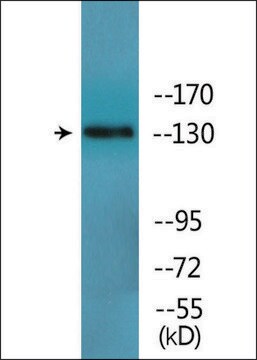 Anti-phospho-IRS-1 (pTyr896) antibody produced in rabbit affinity isolated antibody