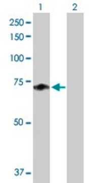 Anti-F11 antibody produced in mouse purified immunoglobulin, buffered aqueous solution