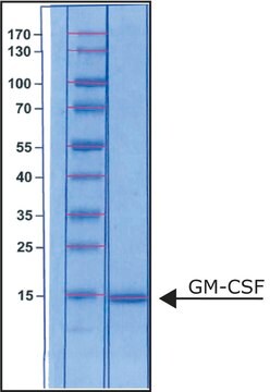 Granulocyte-Macrophage Colony-Stimulating Factor human GM-CSF, recombinant, expressed in E. coli, suitable for cell culture