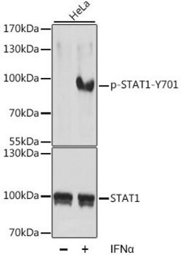 Anti-Phospho-STAT1-Y701 antibody produced in rabbit