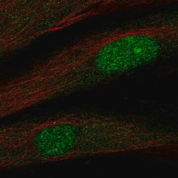 Anti-TWIST2 antibody produced in rabbit Prestige Antibodies&#174; Powered by Atlas Antibodies, affinity isolated antibody