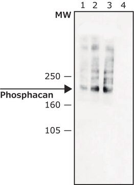 モノクロナール抗ホスファカン マウス宿主抗体 ~2&#160;mg/mL, clone 122.2, purified immunoglobulin, buffered aqueous solution