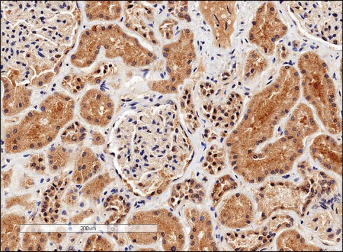 Anti-ARG1 (C-terminal) antibody produced in goat affinity isolated antibody, buffered aqueous solution