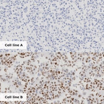 Breast Analyte Control Cell line controls for immunohistochemistry and in situ hybridization