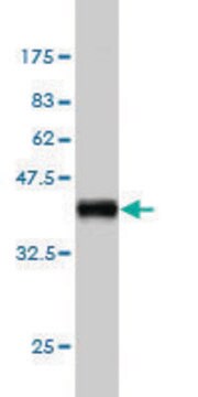 Monoclonal Anti-UNC5B antibody produced in mouse clone 1A9, purified immunoglobulin, buffered aqueous solution