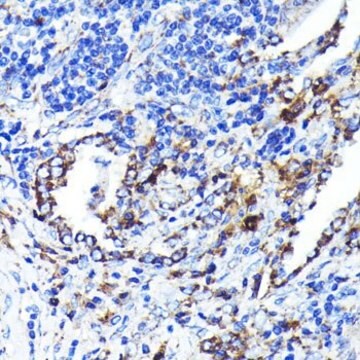 Anti-CD9 antibody produced in rabbit