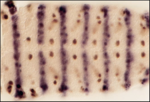 抗マウスIgG (Fc特異的)-アルカリフォスファターゼ ヤギ宿主抗体 affinity isolated antibody, buffered aqueous glycerol solution