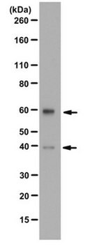 Anti-Transcription factor EB Antibody from rabbit, purified by affinity chromatography