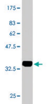 Monoclonal Anti-LASS4 antibody produced in mouse clone 7D1, purified immunoglobulin, buffered aqueous solution