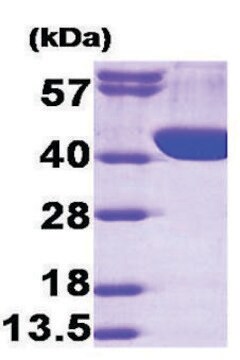 Aldolase A human recombinant, expressed in E. coli, &#8805;95% (SDS-PAGE)