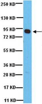 Anti-Rsk1 Antibody from rabbit, purified by affinity chromatography